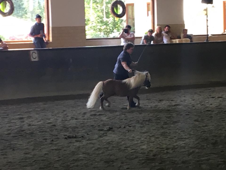 ÖZP Zuchtschau West (Erpfendorf) 1.Juli 2018