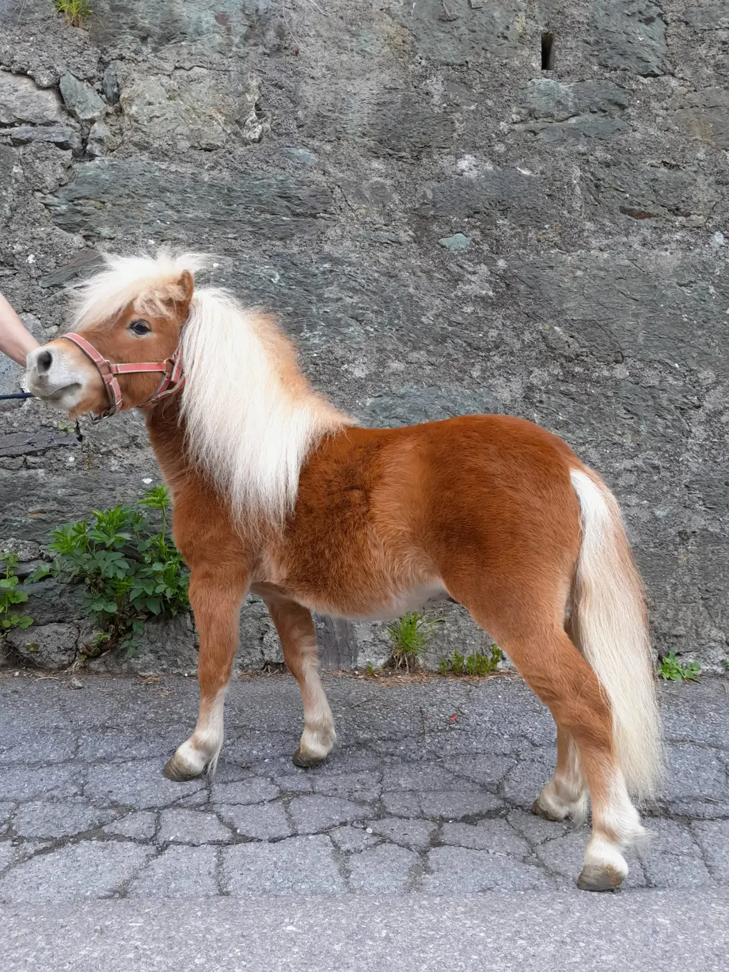 Zafir
