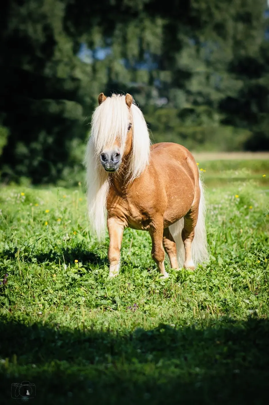 Pageboy of Chestnut Stable