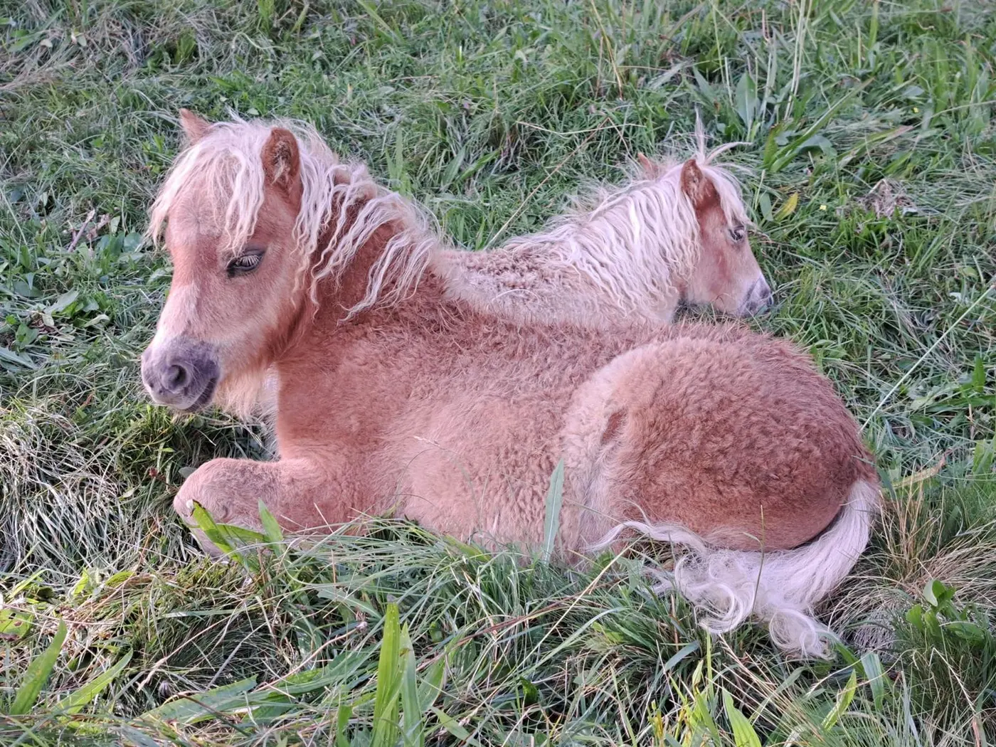 Merino