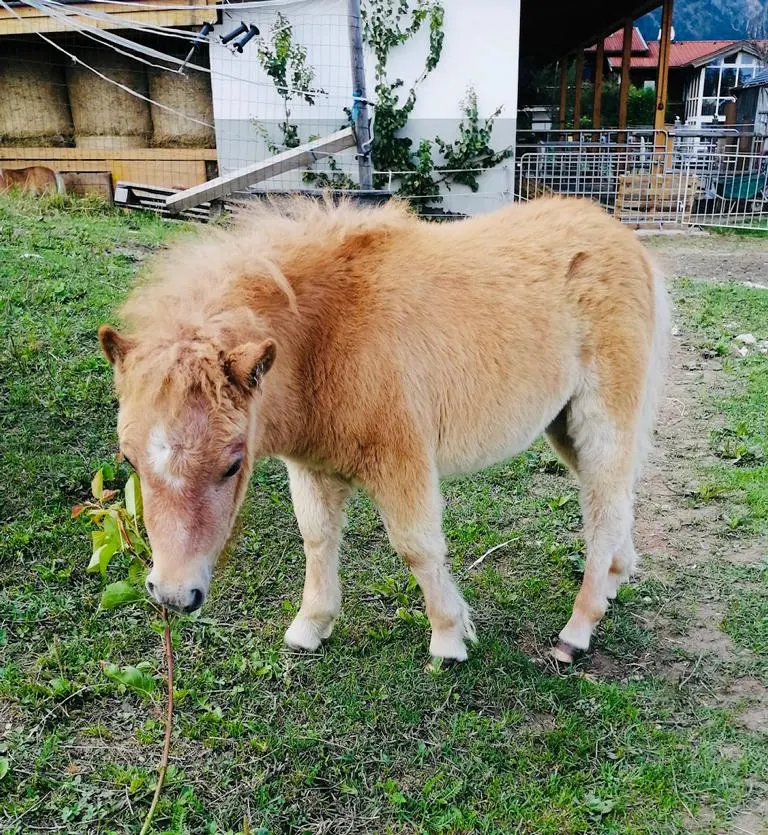 Baghira