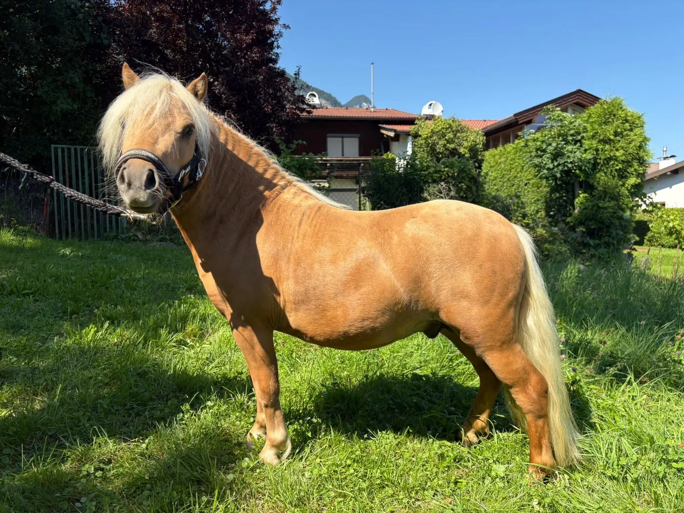 Belini 
