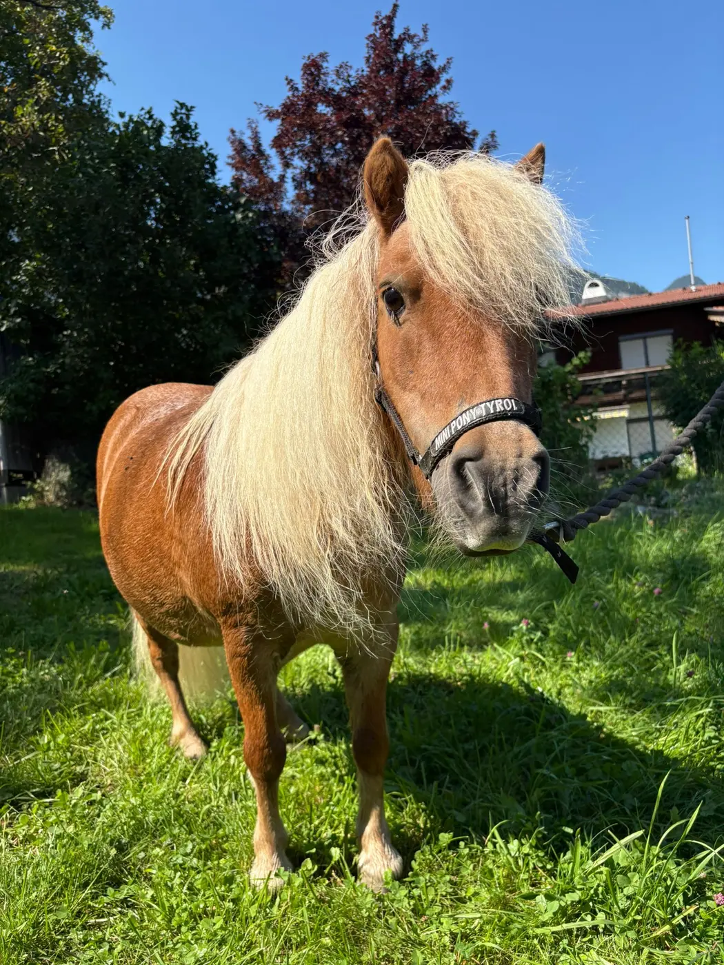 Bella