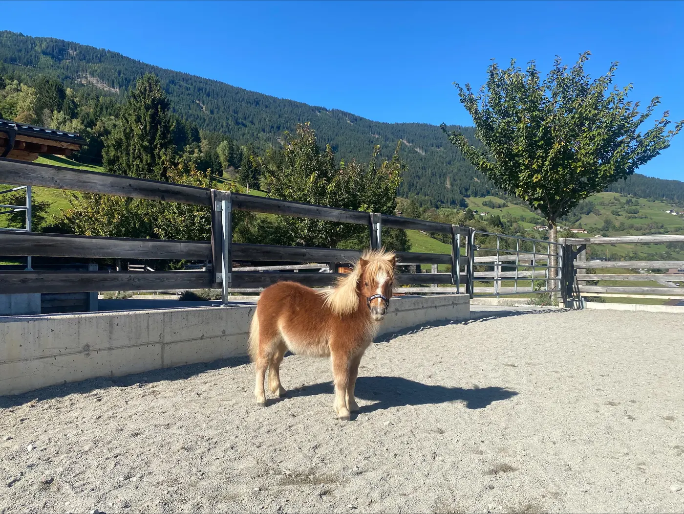 Paco