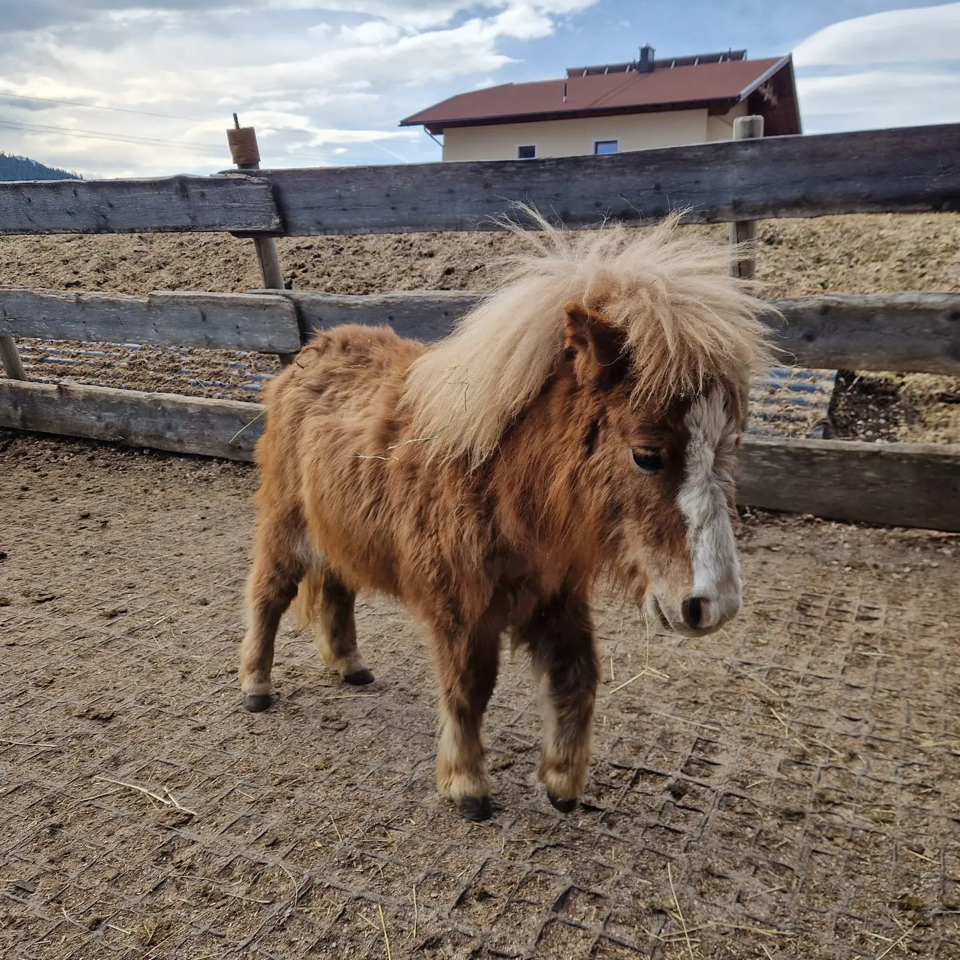 Bandit vom Leutaschtal