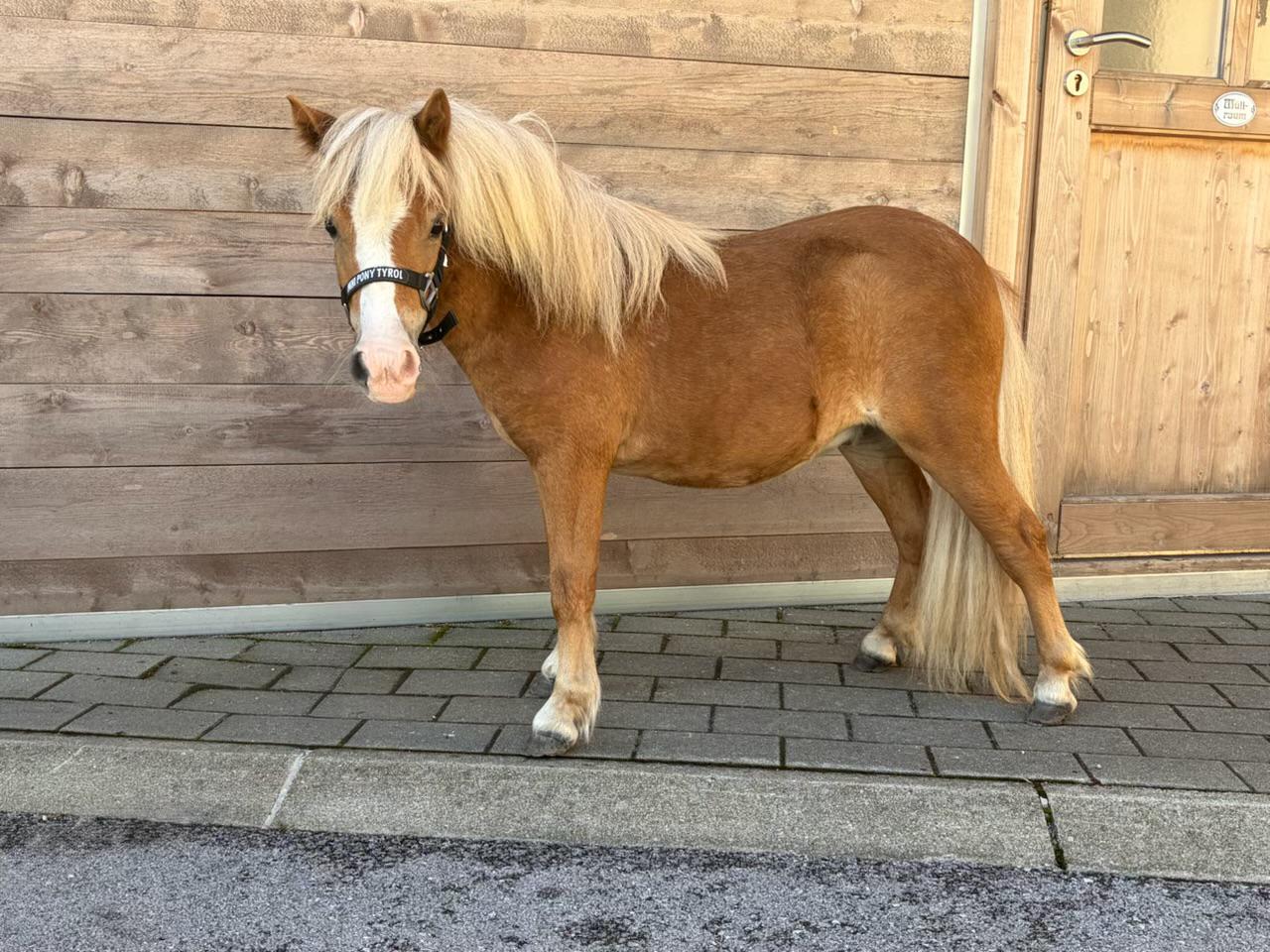 Bandit vom Leutaschtal
