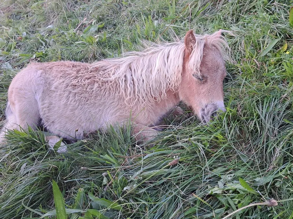 Farina