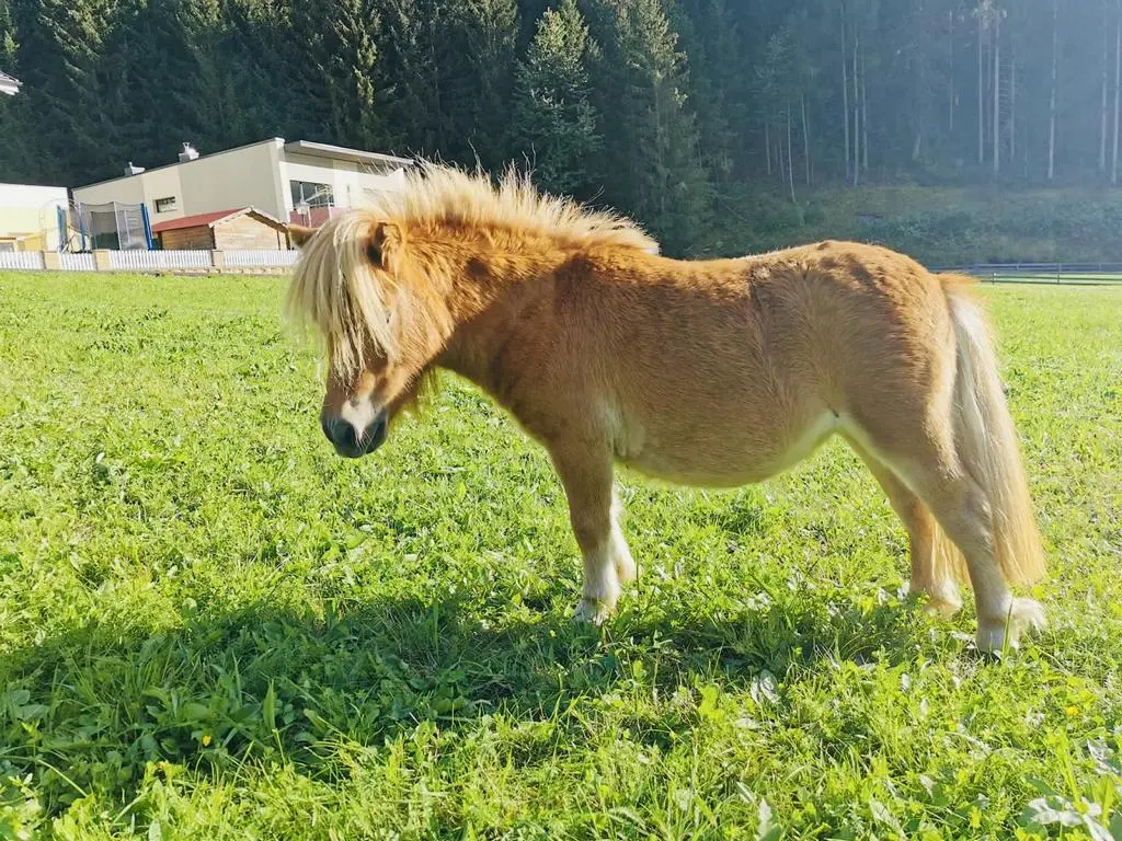 Goldi