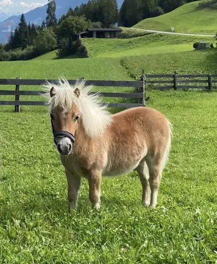 Paco