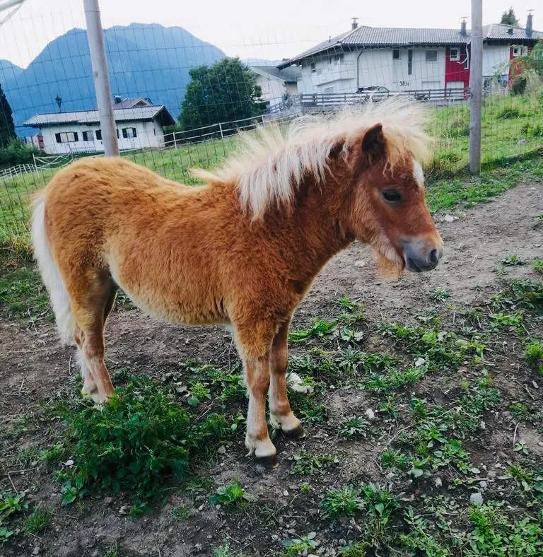 Pedro