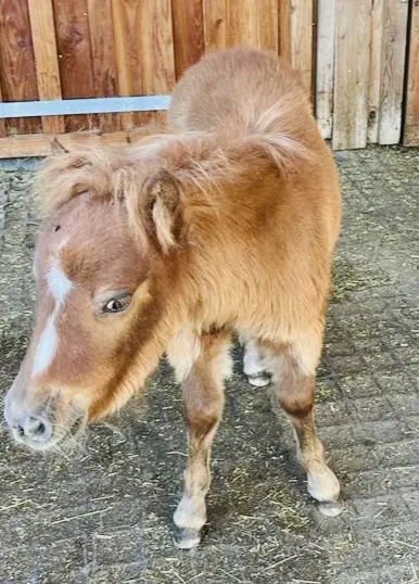 Winnetou